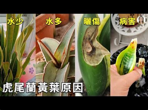 虎尾蘭葉子變黃|虎尾蘭變黃怎麼辦？掌握這些養護技巧，讓您的虎尾蘭恢復生機